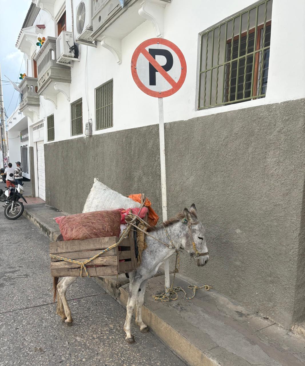 A donkey with a cart parked under a No Parking sign